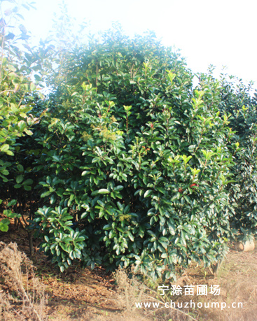 獨(dú)桿石楠(土石楠)