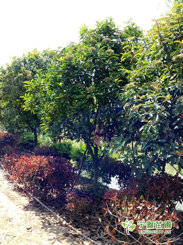 桂花樹(shù)