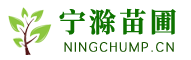 滁州綠化苗木批發(fā)銷(xiāo)售、滁州綠化工程施工、滁州綠化養(yǎng)護(hù)公司服務(wù)商 